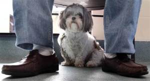 110701-dog at vet's-h.grid-6x2