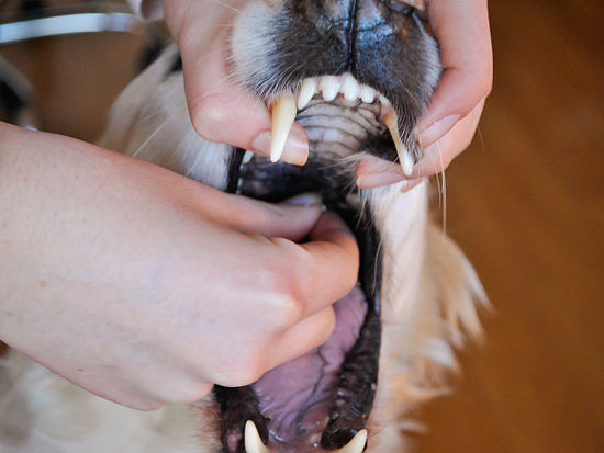 550px-Get-Your-Dog-to-Swallow-a-Pill-Step-2