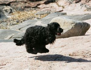 English_Cocker_Spaniel_black2
